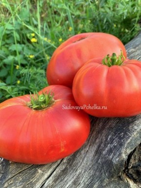 ����� ���� �������: ���������� ������ � ���������� ������