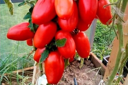 ������� ������� ������ ������� ������� ���������