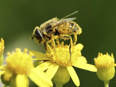 ��� �������� ���: ��������, ������� �� �������� ������ � ����