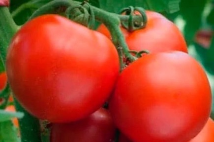 ����� ��������: ������� ��������� ����������� � �����