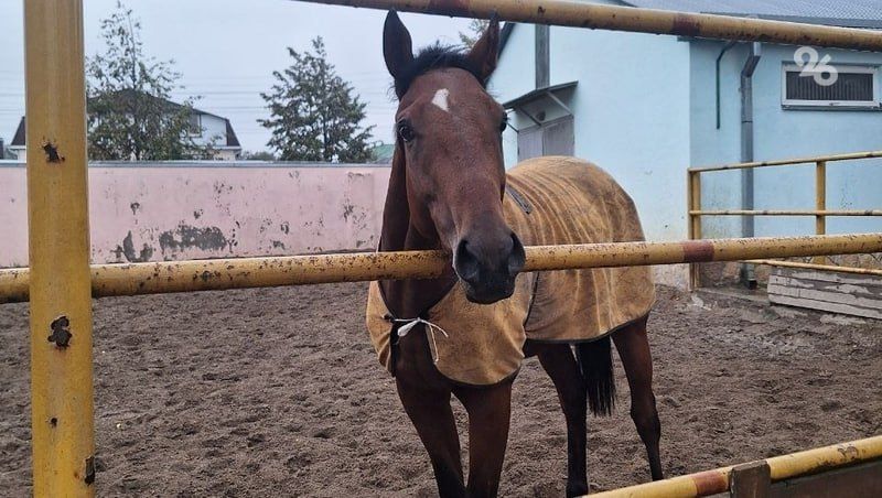 ��������, ���� � ������. ������� �� ��������