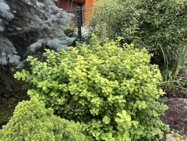 ������ ������������: ����������� ������� ������ ����