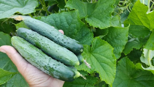 ������������ ������ � 3 �������� �����: ��������� �������� ������ ��������� ���������