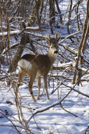 ���������, ������!. �� ������ ���������� �� ��� �������������� ����� �� ��������������� ������ ������ ����� �������� ��������� ����: @help_birds_krd ��������� ��: ������ | ���