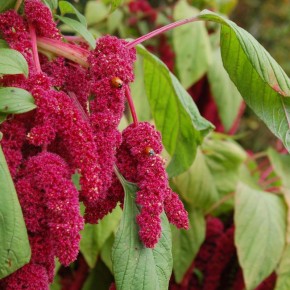 ��� ��������� ������� �������: ������ ��� ��������� �����������