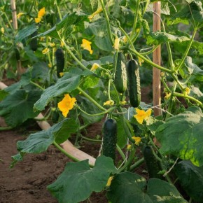 ������ ������� ������ ������� � ��� � ���� ��������