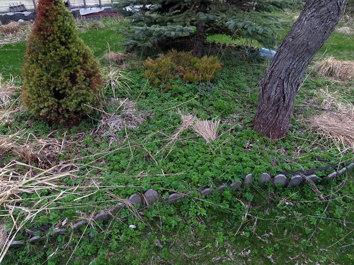 Как минимизировать уход за садом: практические советы и опыт