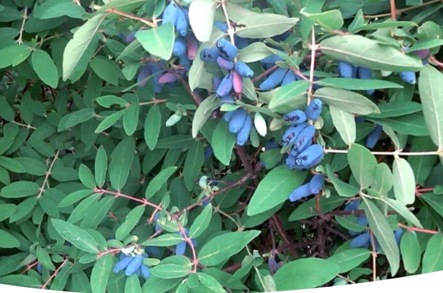 ��� ������� ���� �� ���������� ������� ������� ��������