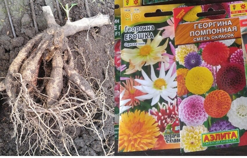 Георгины: клубни или семена?