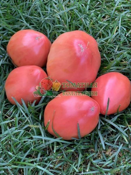 ����� �����������: ��������� ����� ��� ������ �������