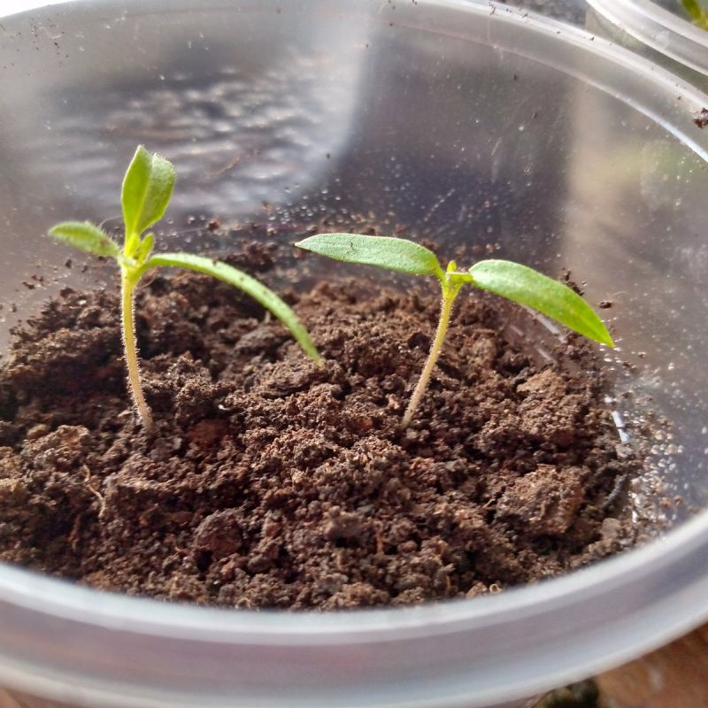 ��� ��������� ��������� ����� ��� ������� � �������� ���������������� ������