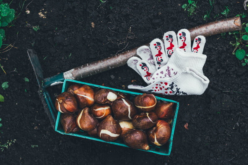 Как подзимний посев становится секретом успешного урожая: важные аспекты для огородников