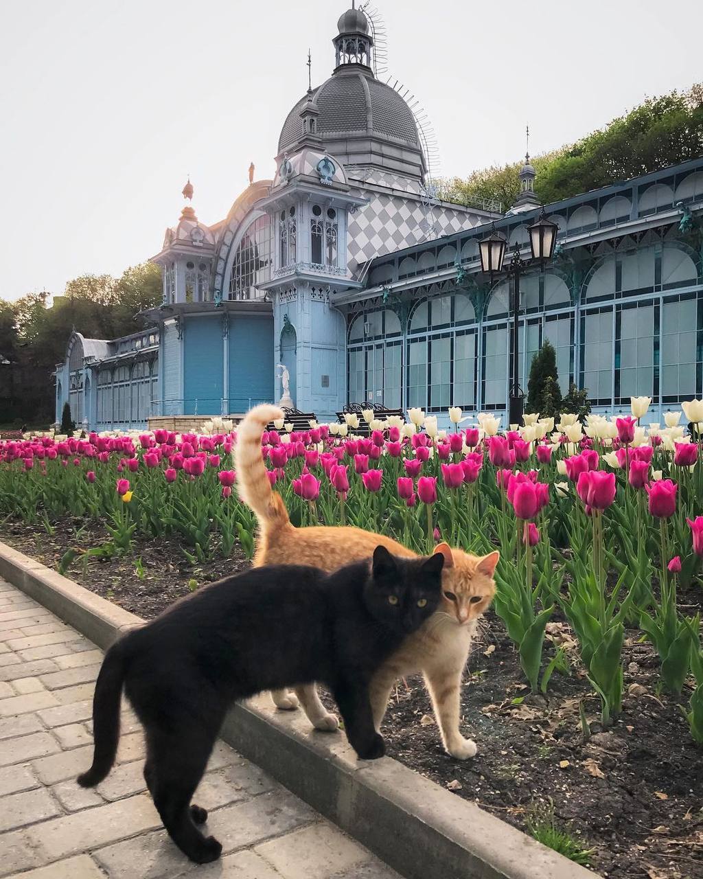 Железноводские романтики. ЮЖНЫЕ СНЫ Подпишись на нас в MAX