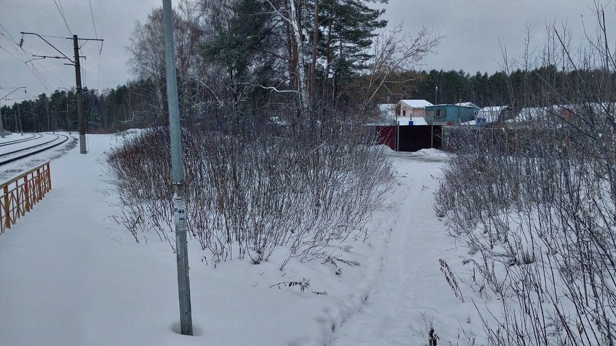 Зимние прелести: Сказочный лес Рекшино после снегопадов