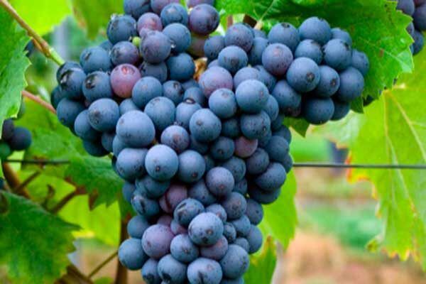 �������� ����������: ������� ������ � ���������� �����������