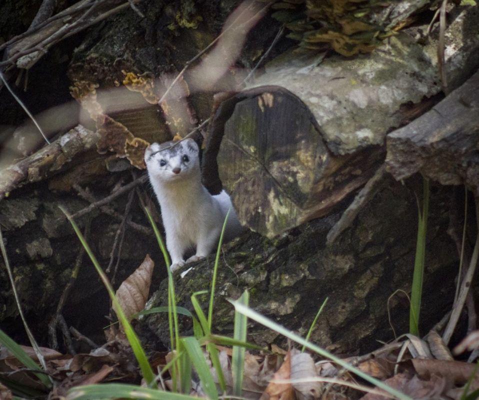 ����������, ����� ������ �������� � �������� � ��������� ���� ����������