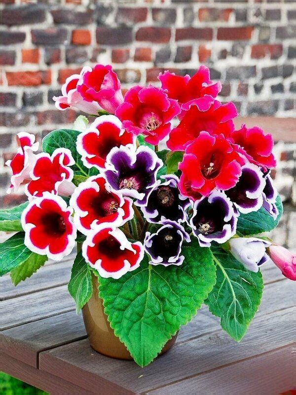 ��� ��������� ��������� ����� ������ � ��� ���