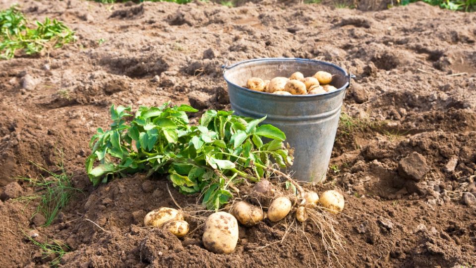 ��� ��������� �������� �� ������ �����: ������� � ������