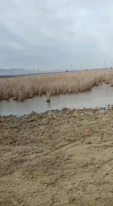 В Дагестан вернулись краснокнижные султанки – в республике этих птиц не видели уже много лет