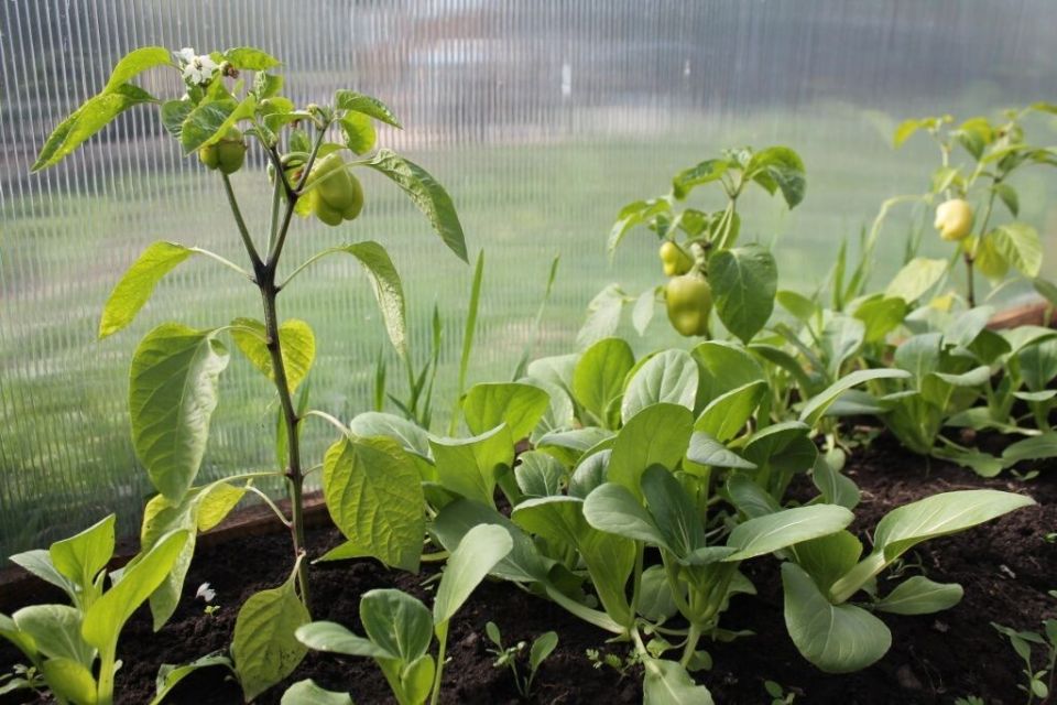 ��� ���������� ������� ������ ����� �������� ������