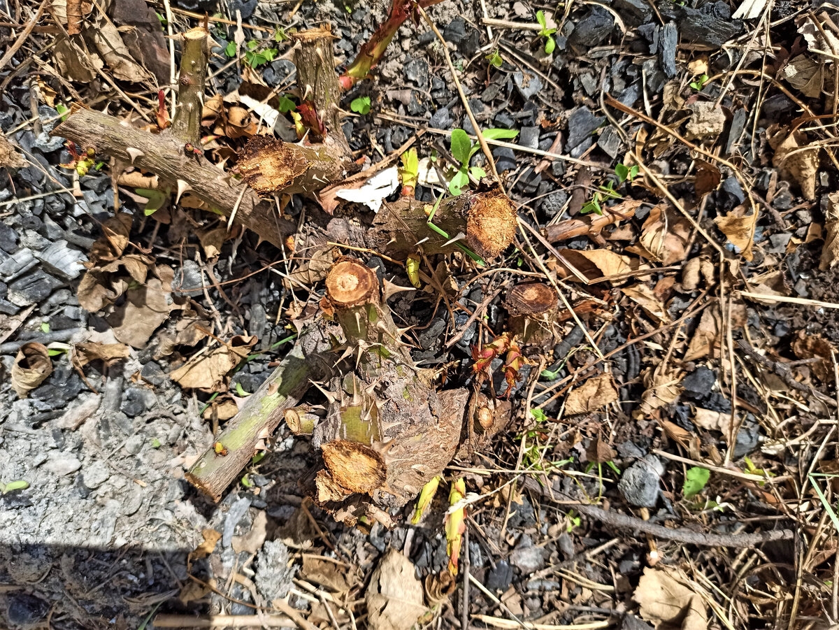 Не спешите выкорчевывать почерневшие розы