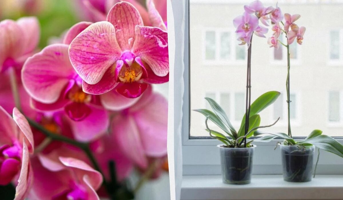 Как активировать цветение орхидей: простой секрет от садовода