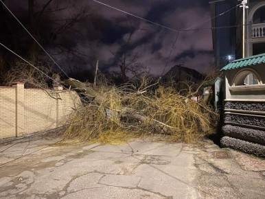 Сильный ветер сносит деревья в Ставрополе