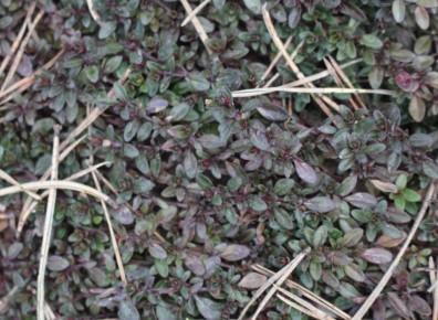 �������� ��������� ��� �������������: ��� ��������� ������ �����