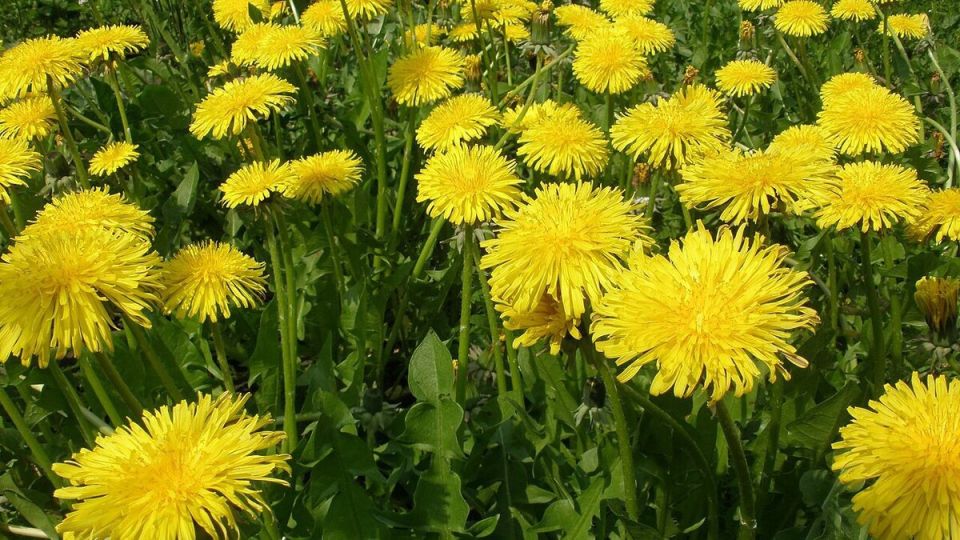 ��� ���������� �� ������� �������� �� ����