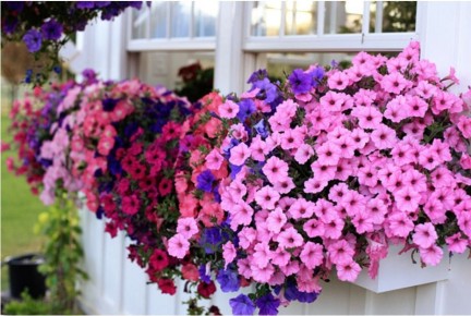 Петуния: секреты успешного выращивания от А до Я