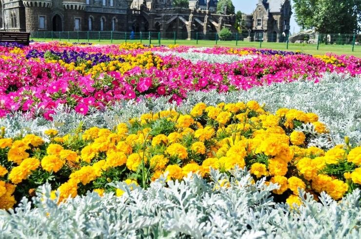 Выращивание цинерарии в домашних условиях: секреты успешной рассады