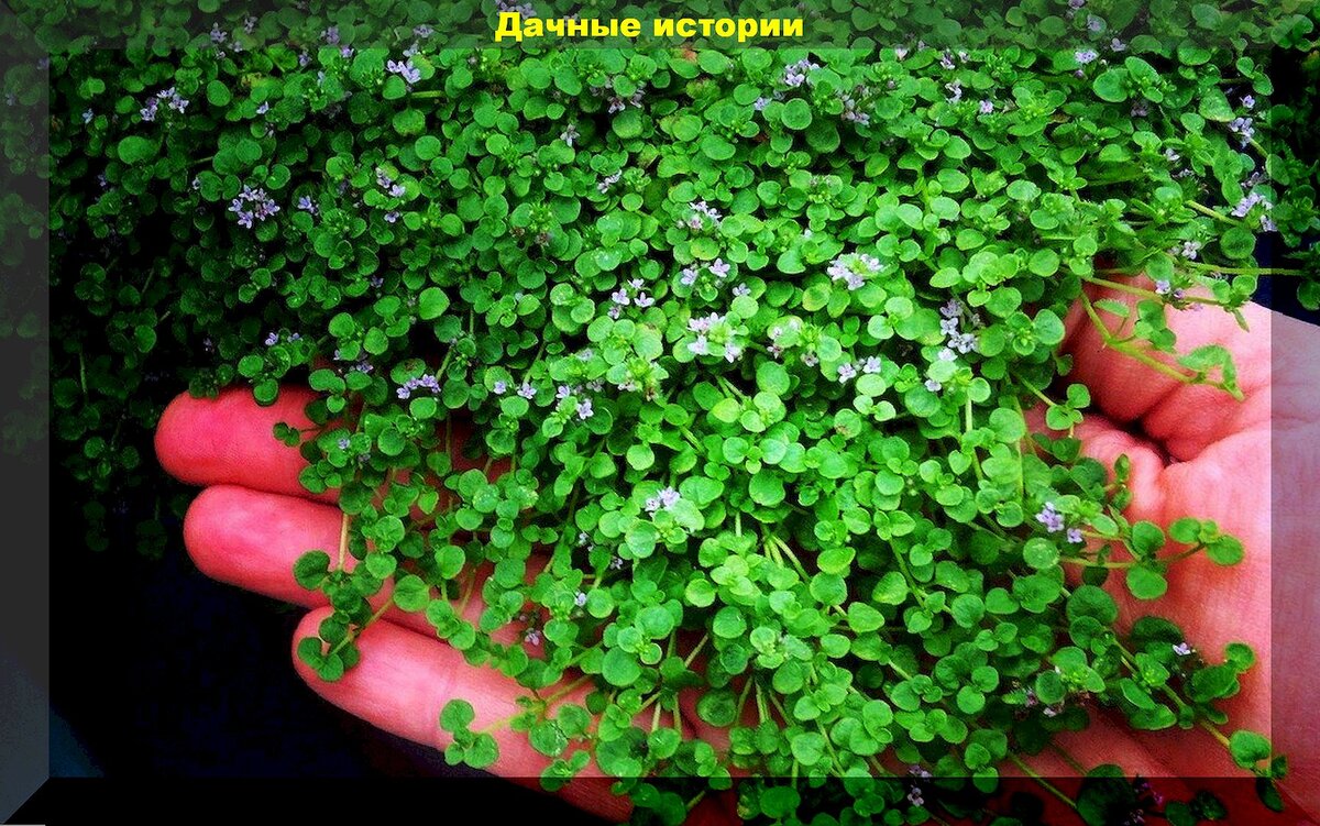 Ответы на основные вопросы дачников: советы для успешного сезона