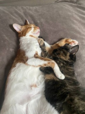 Ирис и Серафима выходные решили провести в объятиях друг друга