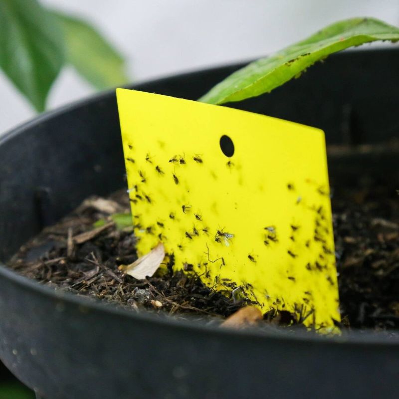 ��������� ������� ����� �� ���������� ����������, ������� ����� �����������