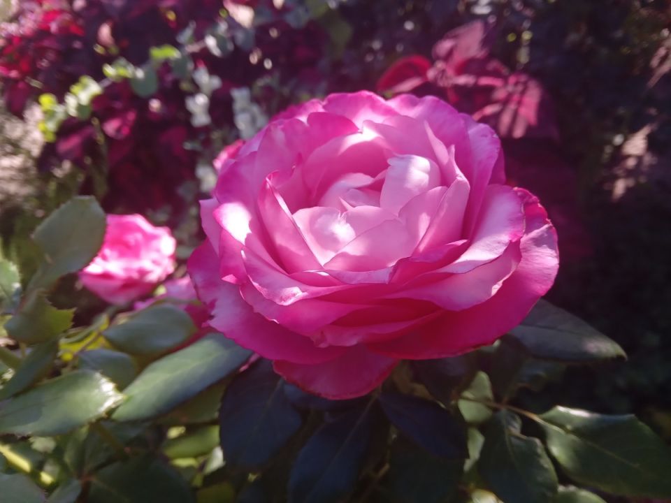 ��� �������� ���� �� ������ ����: ������ �� �����