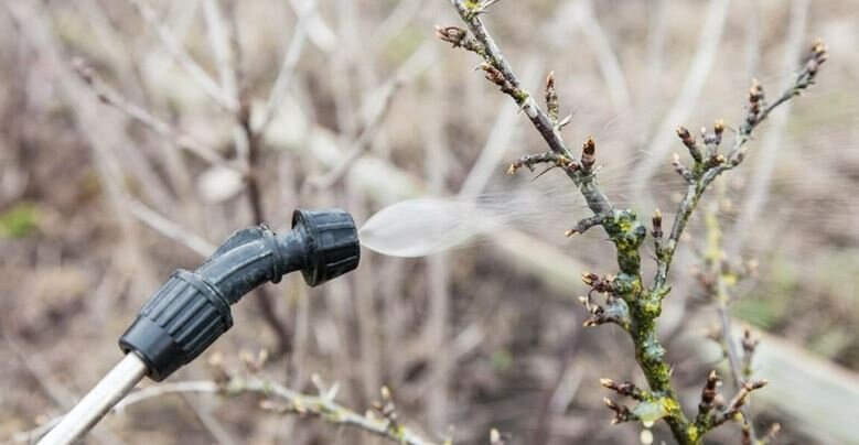 Как выбрать идеальный опрыскиватель для весеннего сада