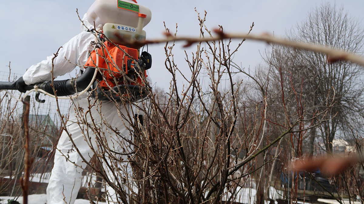 Как февральская обработка спасает сад от вредителей без химии