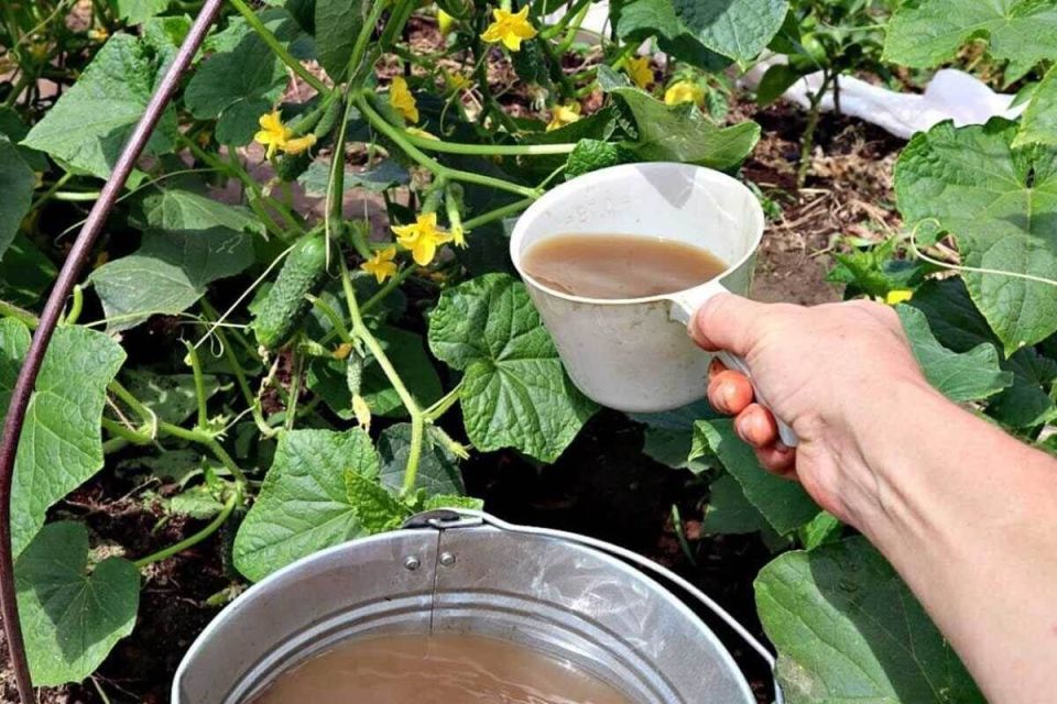 ������� ����������� ������ ������� � ����