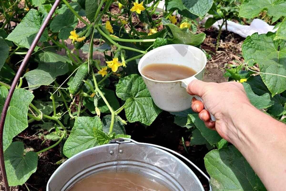 Секреты правильного полива огурцов в жару