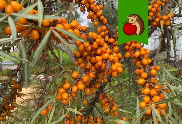 ������� ������� ����� ��������: ��� ������� ������ ��� ����� � ������ �����