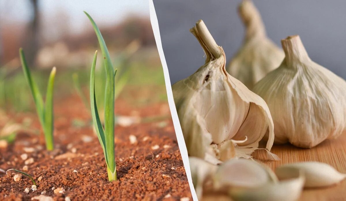 Как защитить озимый чеснок от морозов после осеннего прорастания