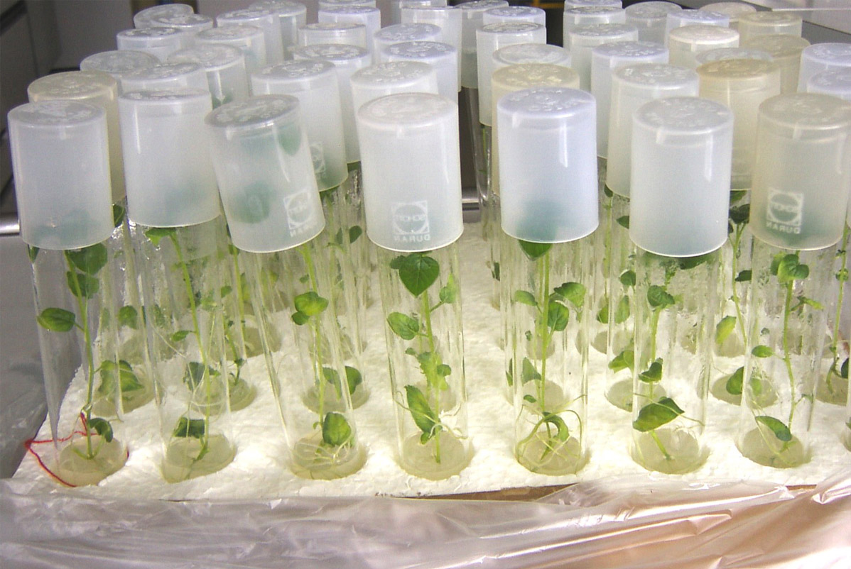 Сад будущего: как меристемные саженцы меняют правила игры в садоводстве