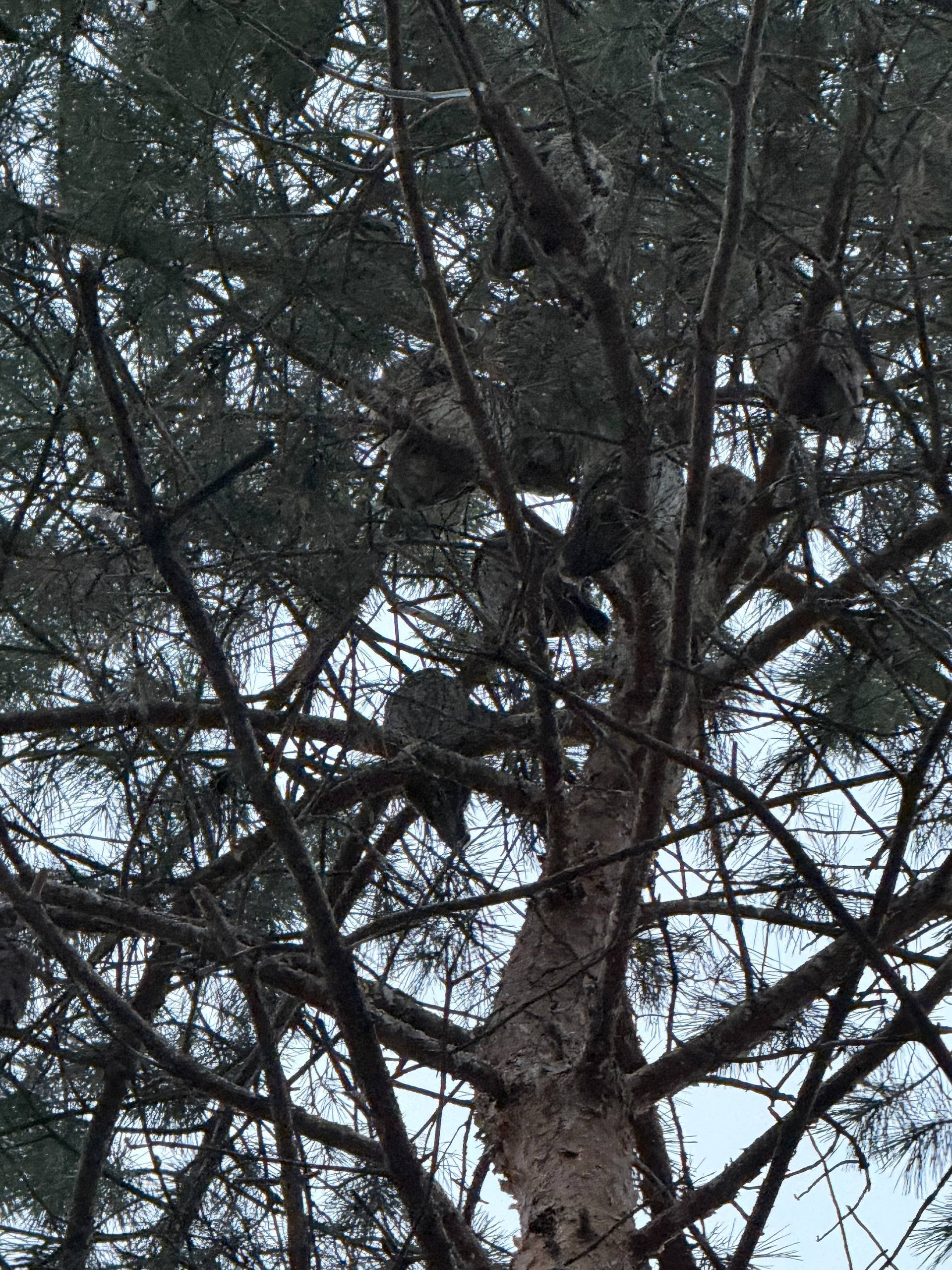 Немного птичьей милоты из Железноводска Немного птичьей милоты из Железноводска