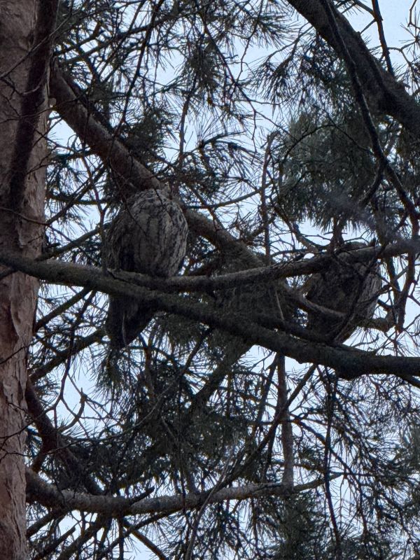 ������� ������� ������ �� �������������