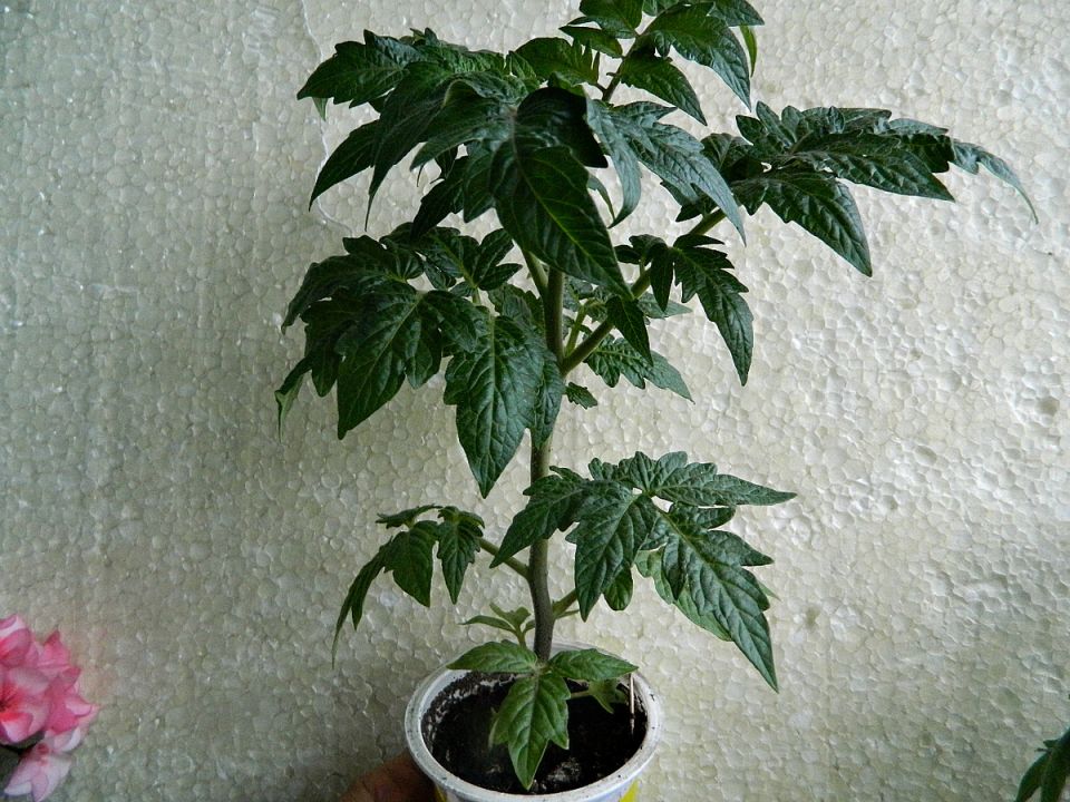 ����� ���������� ������� � �����: �������� ������ ��� �� ������� ���������