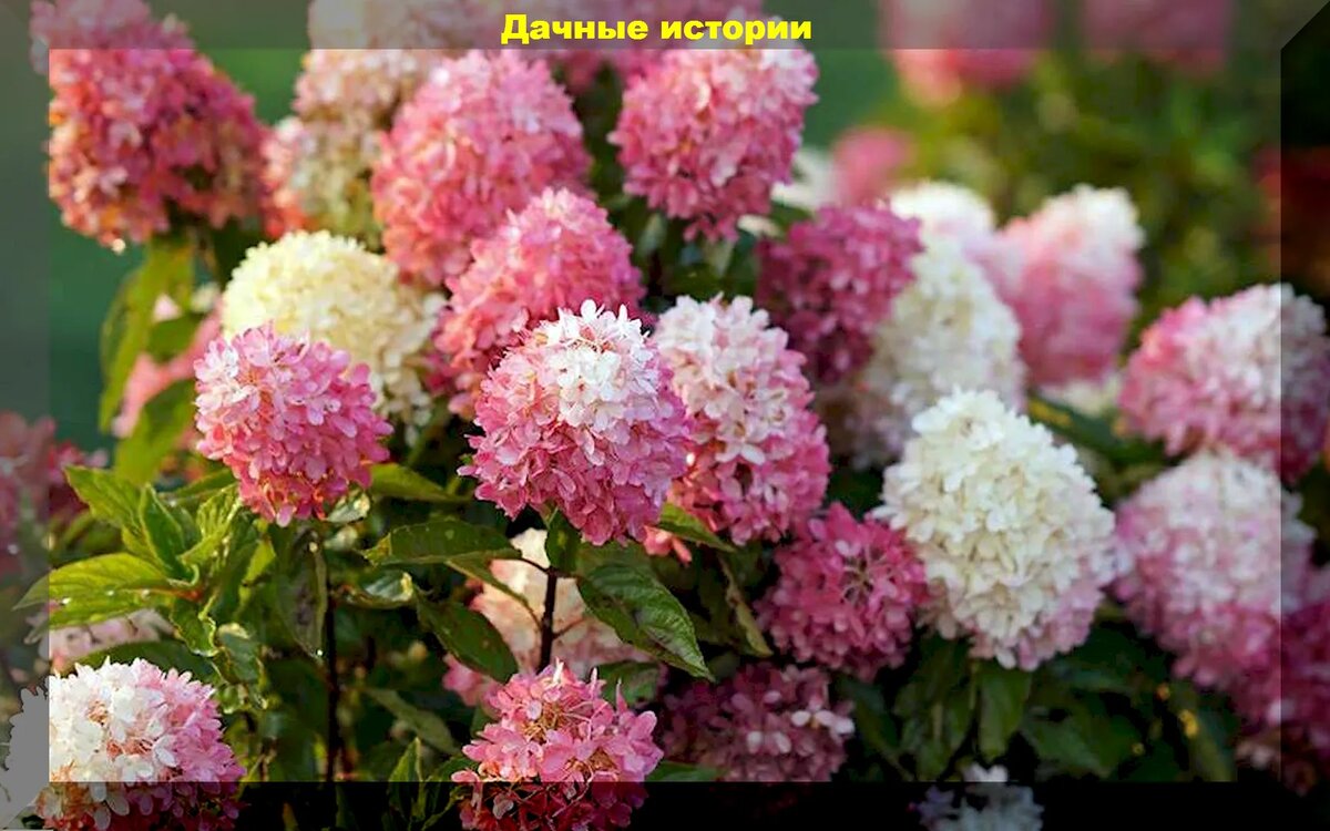 Удивительные сорта метельчатых гортензий для вашего сада