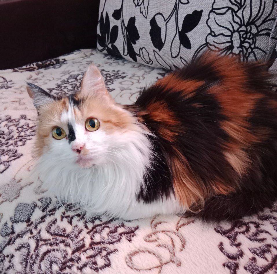 Няша желает всем продуктивной среды, а она пока отдохнёт за всех нас