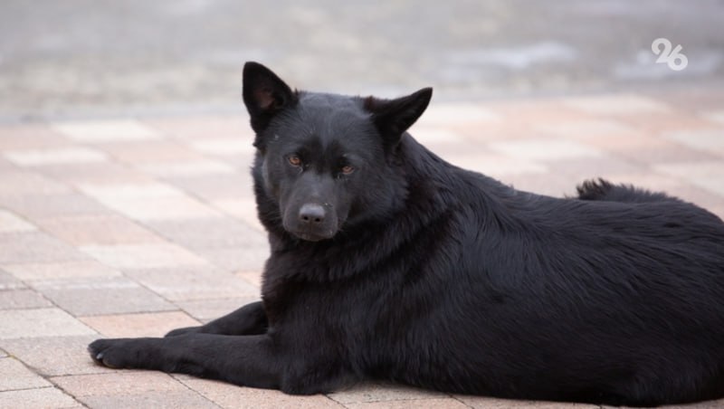 «Соседи услышали, пытались отбить ребёнка у собаки. Один из мужчин подхватил на руки сына и передал мне»