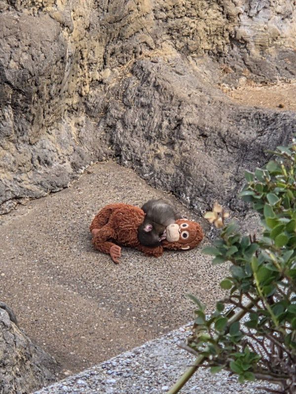 �������� ��������, ������ ����� �������