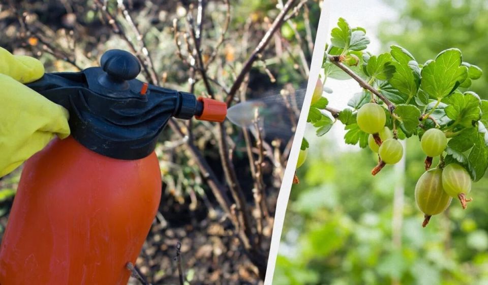 ��� ��������� ��������� �� ����������� ������: ������� ������ ��� �����